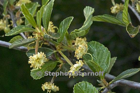 cercocarpus betuloides var betuloides 1 graphic